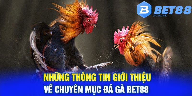 Sự đụng độ cực căng thẳng các chiến kê hàng đầu